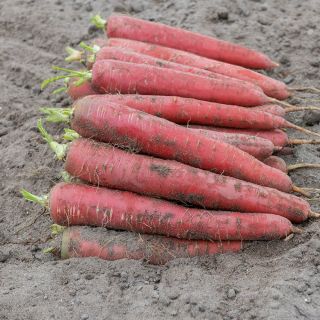 Red Sun Carrot Thumbnail